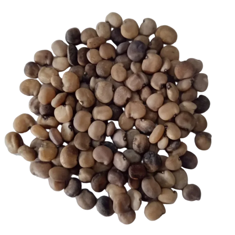 Cluster Beans (Guar)